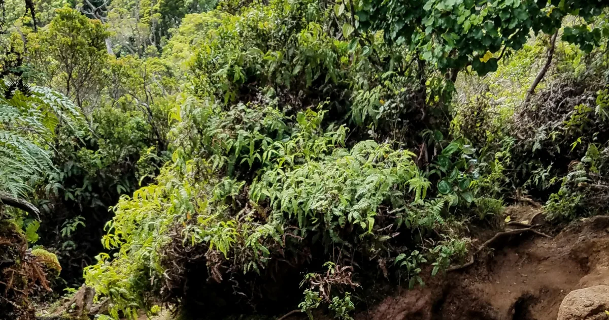 Alaka'i Swamp Trail