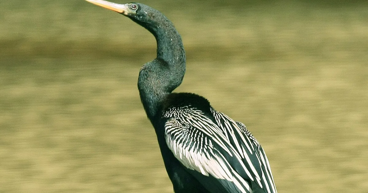 Anhinga Trail — Everglades NP, FL