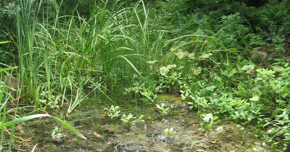 Baker Park Reserve Trail