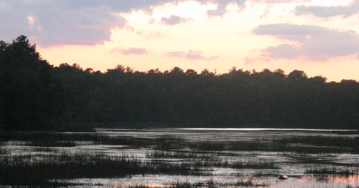 Bass River State Forest Trail