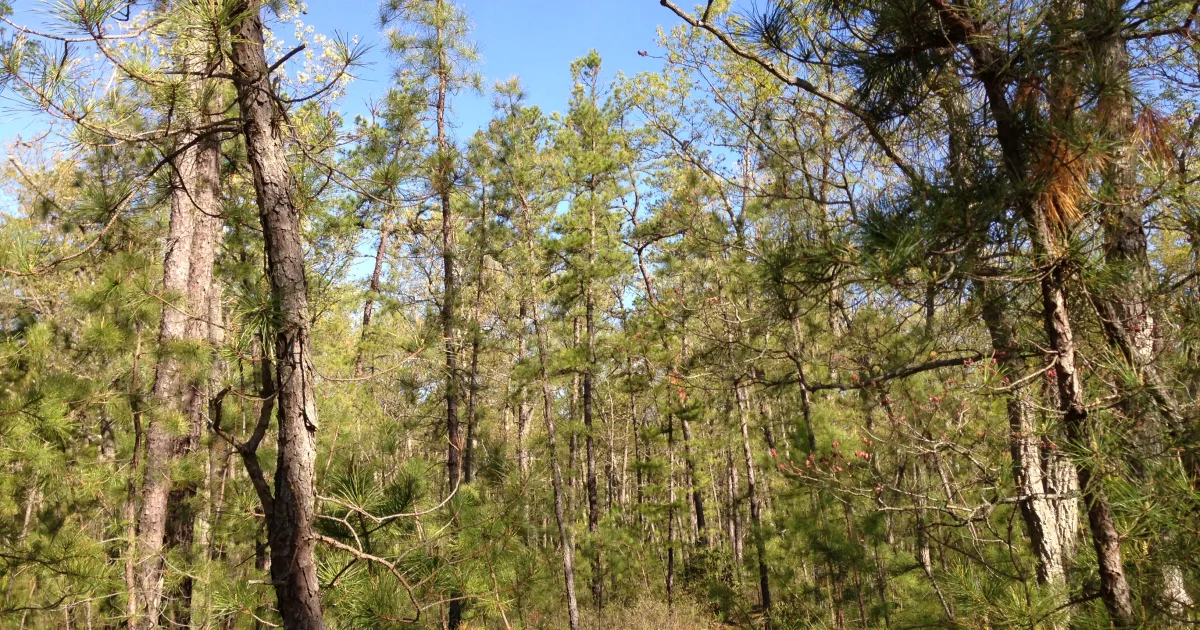 Batona Trail Section