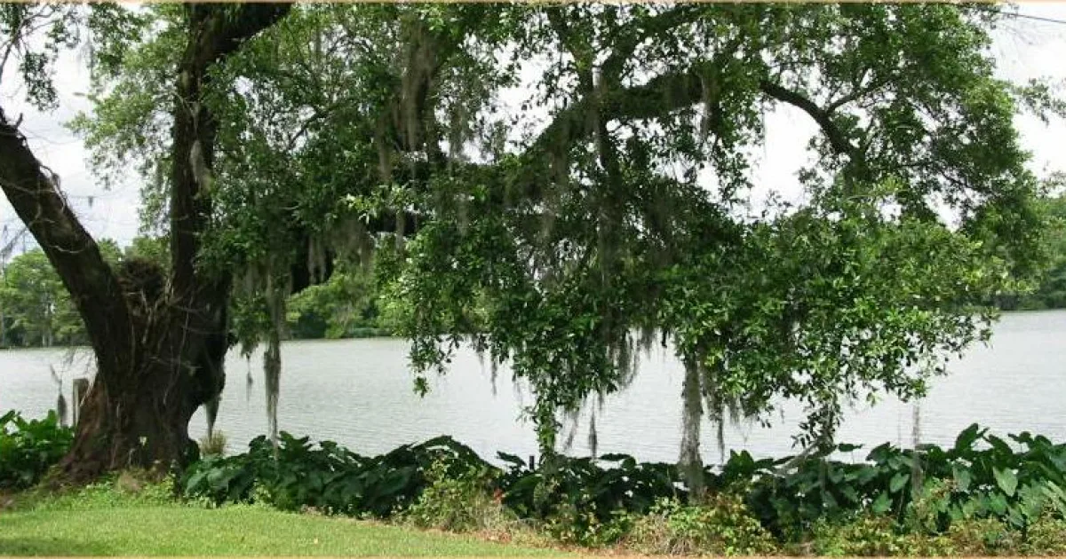 Bayou Teche National Wildlife Refuge Trail — Franklin, Louisiana