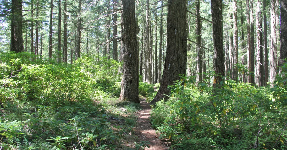Bear Hunter Trail