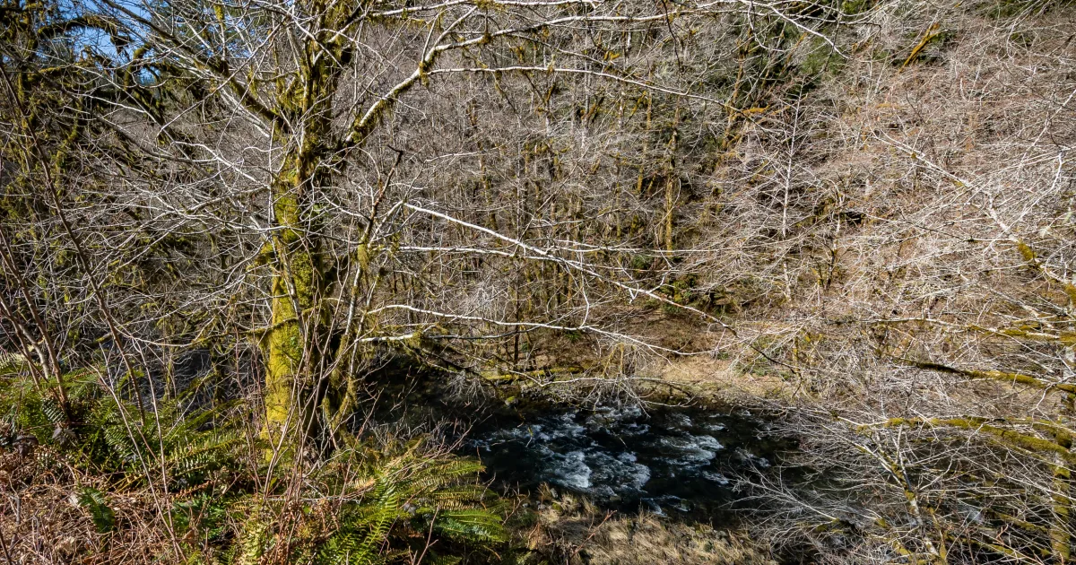 Beavers Bend State Park: Cedar Bluff Trail — Broken Bow, Oklahoma