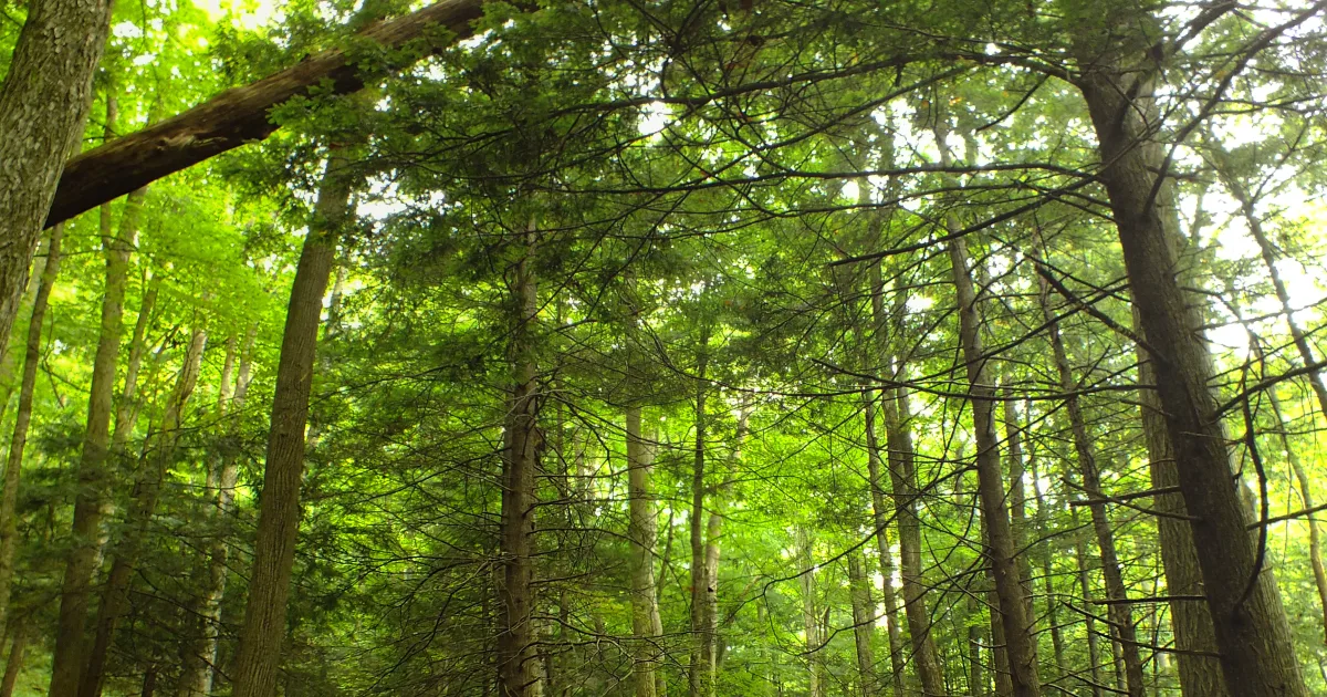 Beech Fork State Park MTB