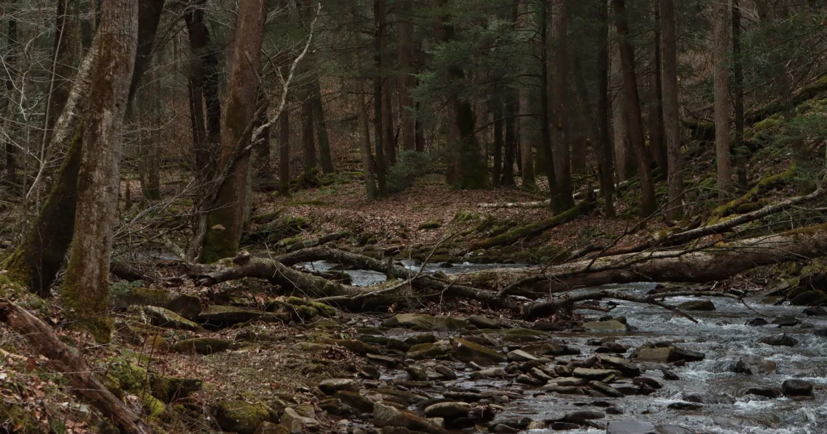 Beech Run Falls: An Off-the-Beaten-Path Tucker County Cascade