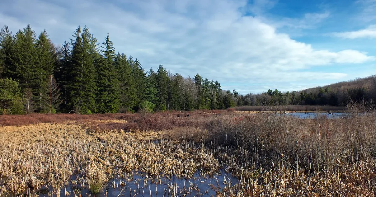 Black Moshannon State Park Bog Trail
