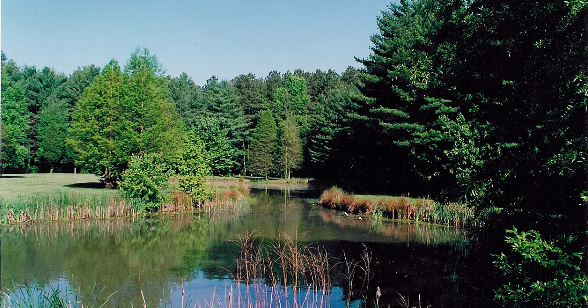 Blackbird State Forest Trail