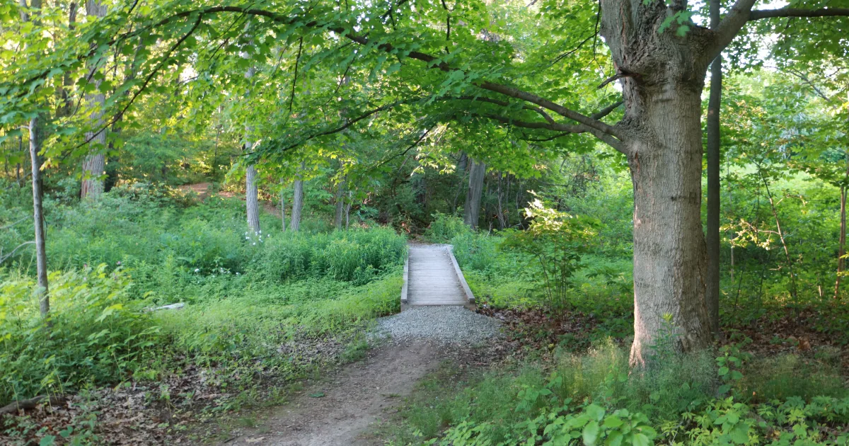 Blackwater Canyon Rail Trail