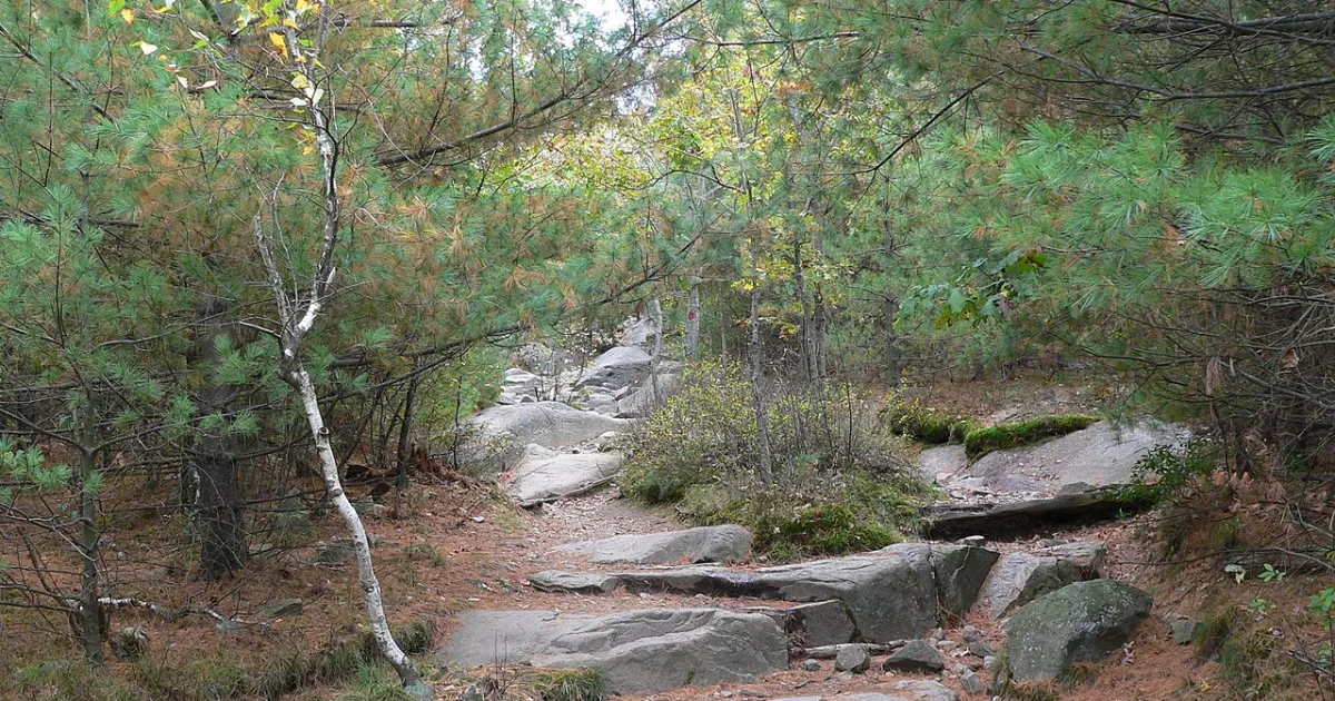 Blue Hills Reservation Great Blue Hill Trail