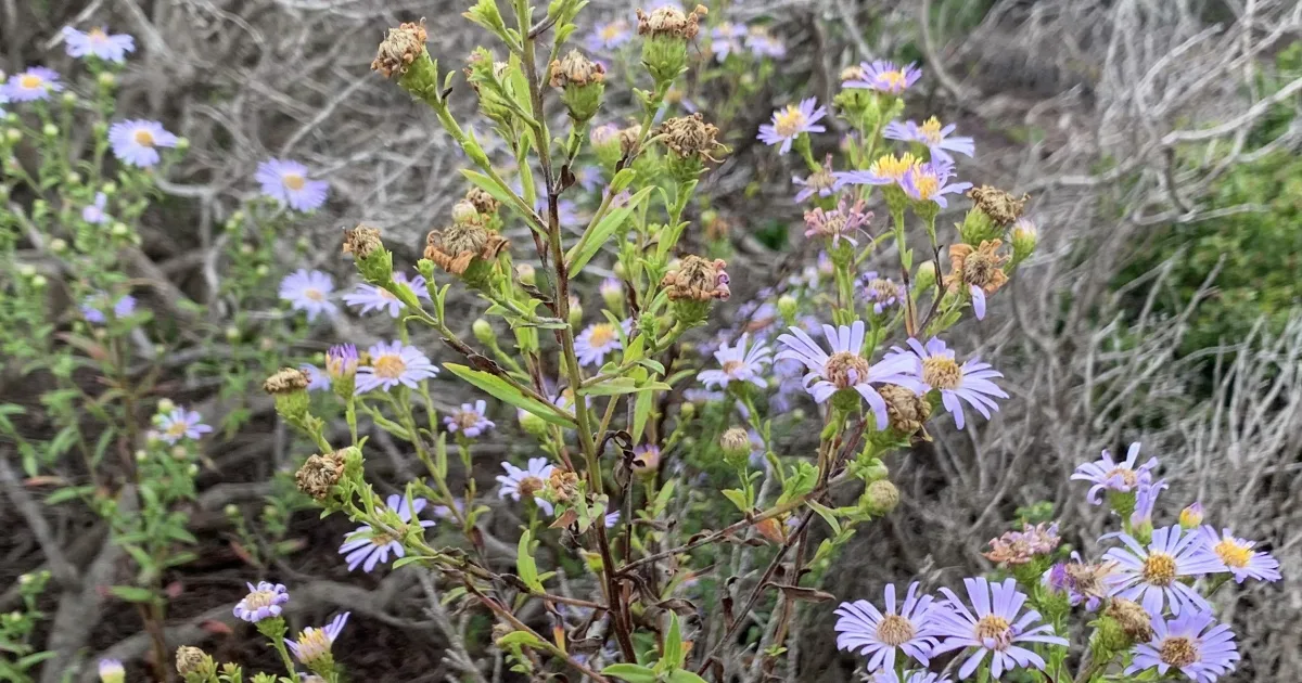 Bluff Point Coastal Reserve — Groton, Connecticut