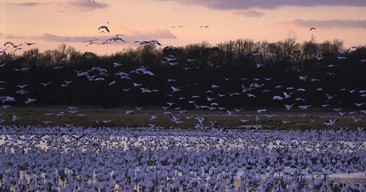 Bombay Hook National Wildlife Refuge Trail