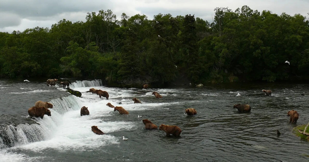 Brooks Falls Trail Katmai