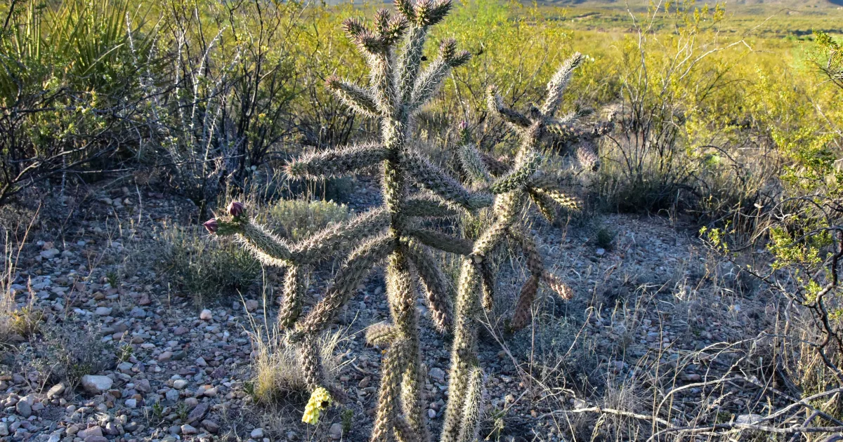 Cactus Forest Trail Loop