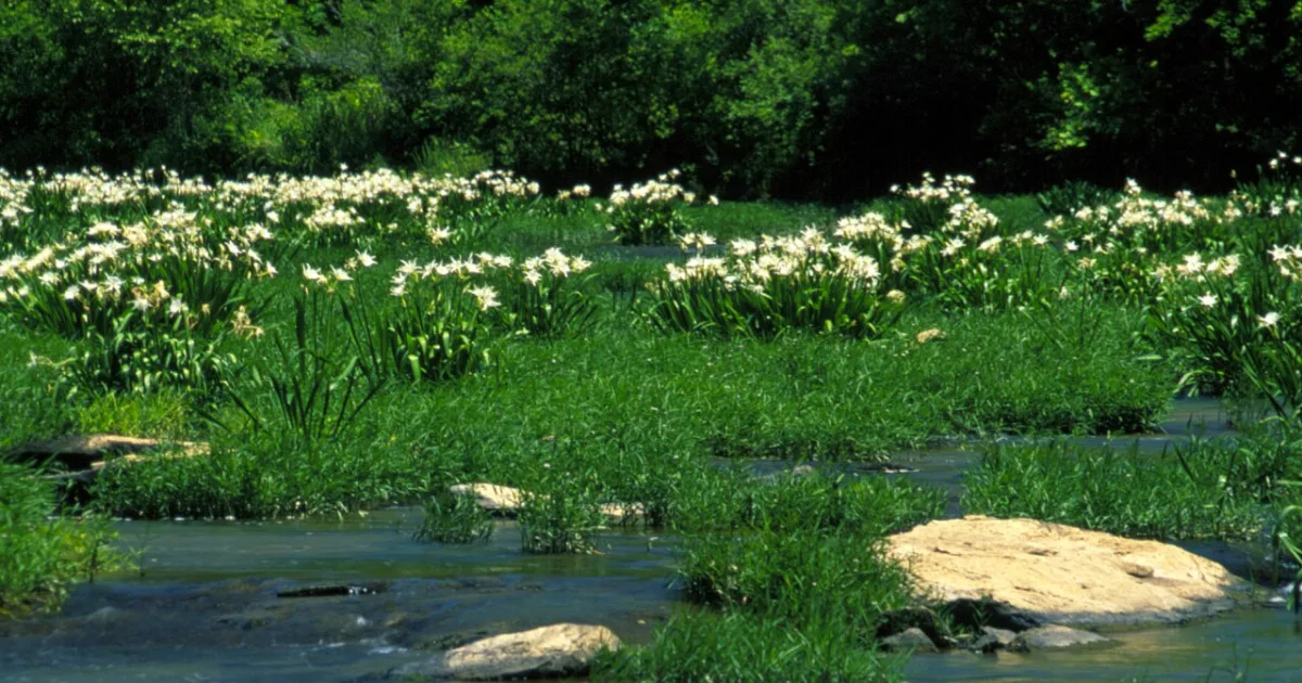 Cahaba River National Wildlife Refuge Trail