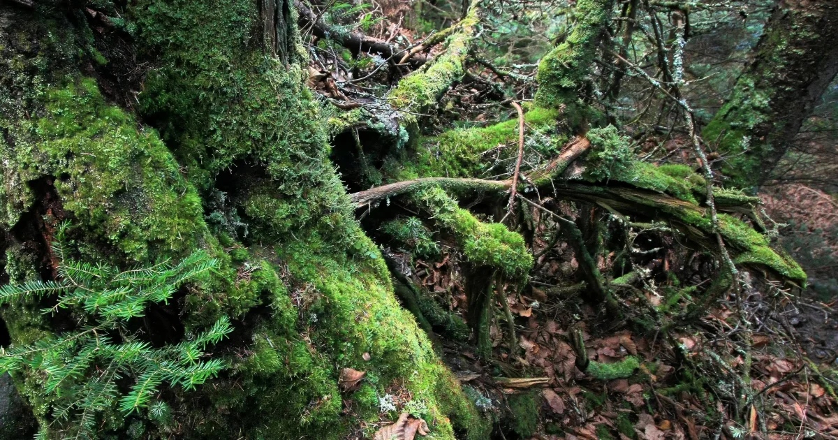 Camel's Hump: Forest City Loop — Duxbury, Vermont