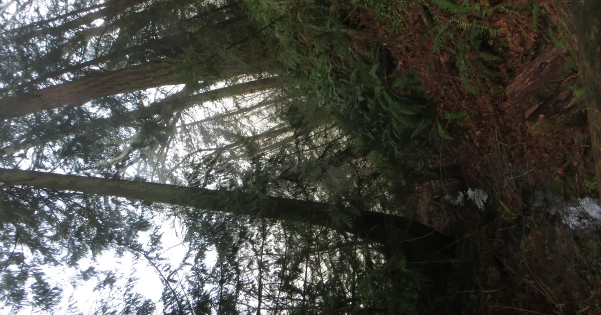 Capitol Forest MTB — Rock Candy