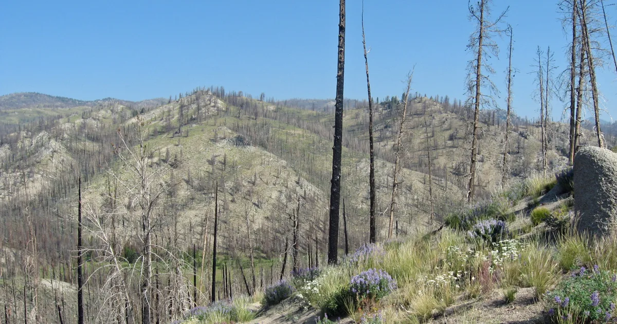 Case Mountain Recreation Area Trail