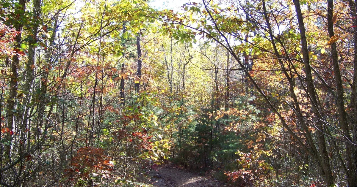 Catawba Valley MTB: Brushy Mountain — Blacksburg, Virginia