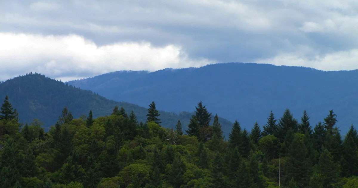 Cathedral of Pines Trail