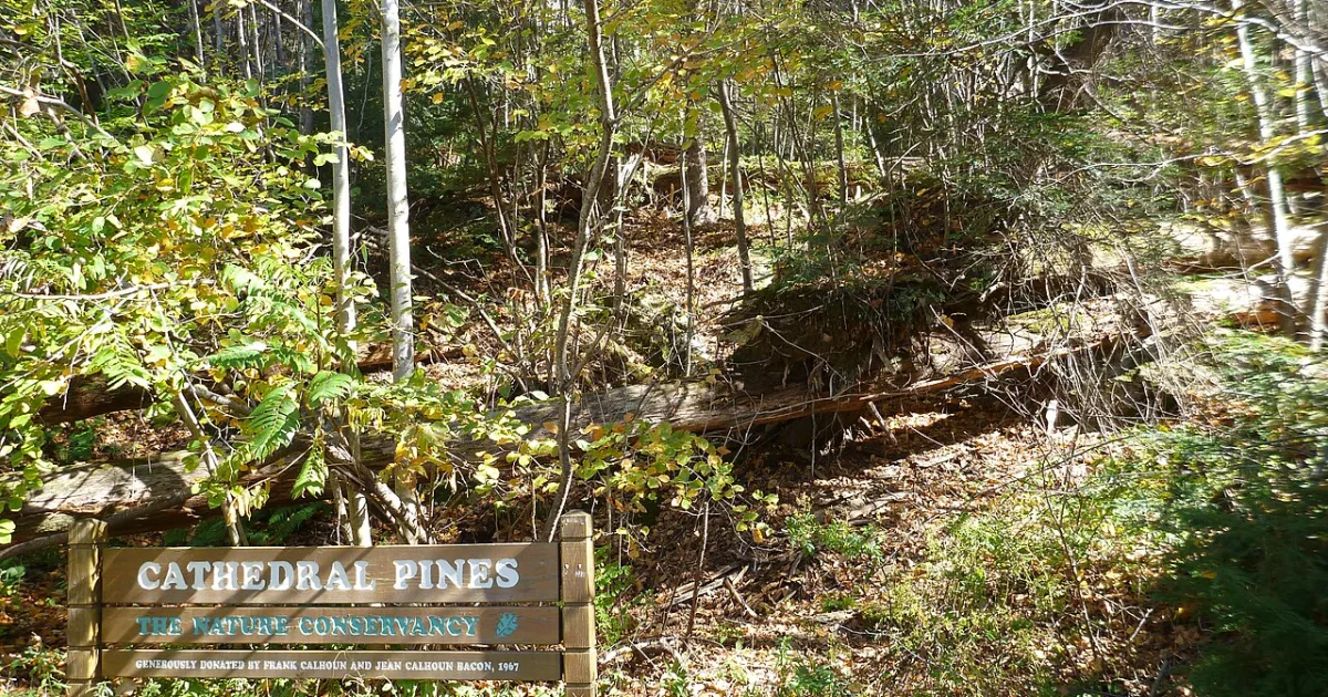 Cathedral Pines Trail