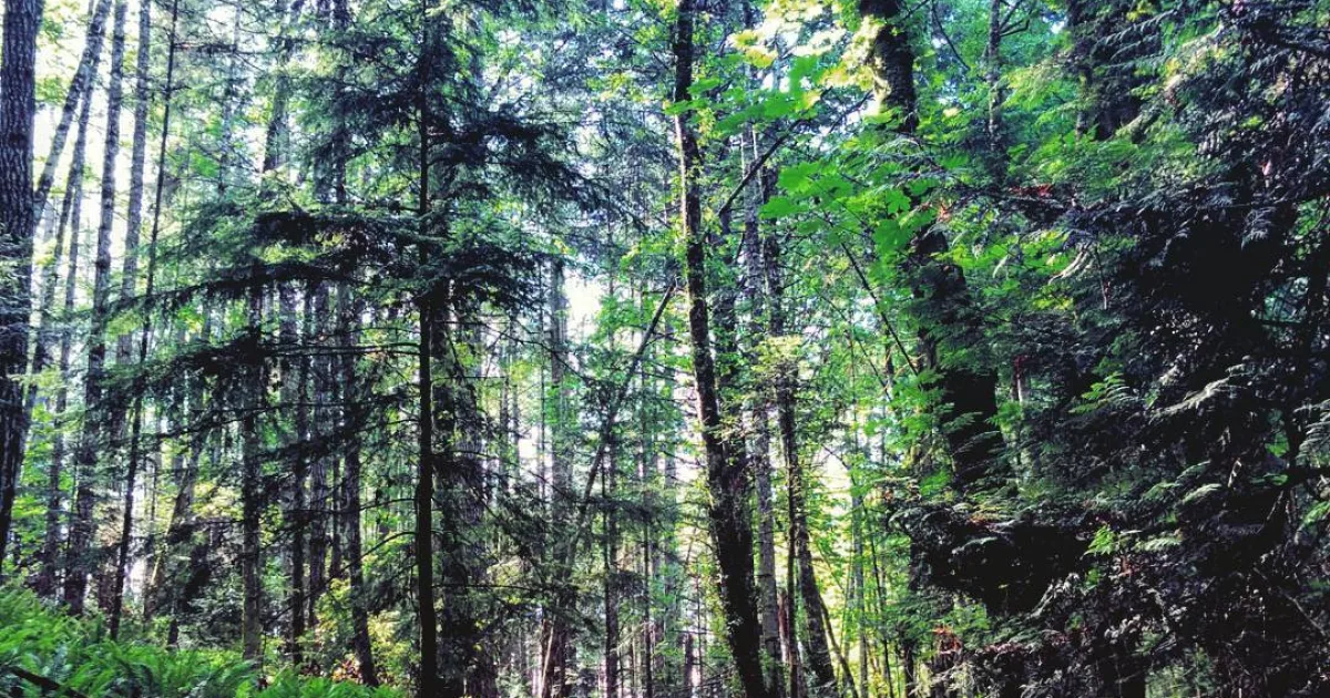 Chequamegon Area MTB Association — Short Track