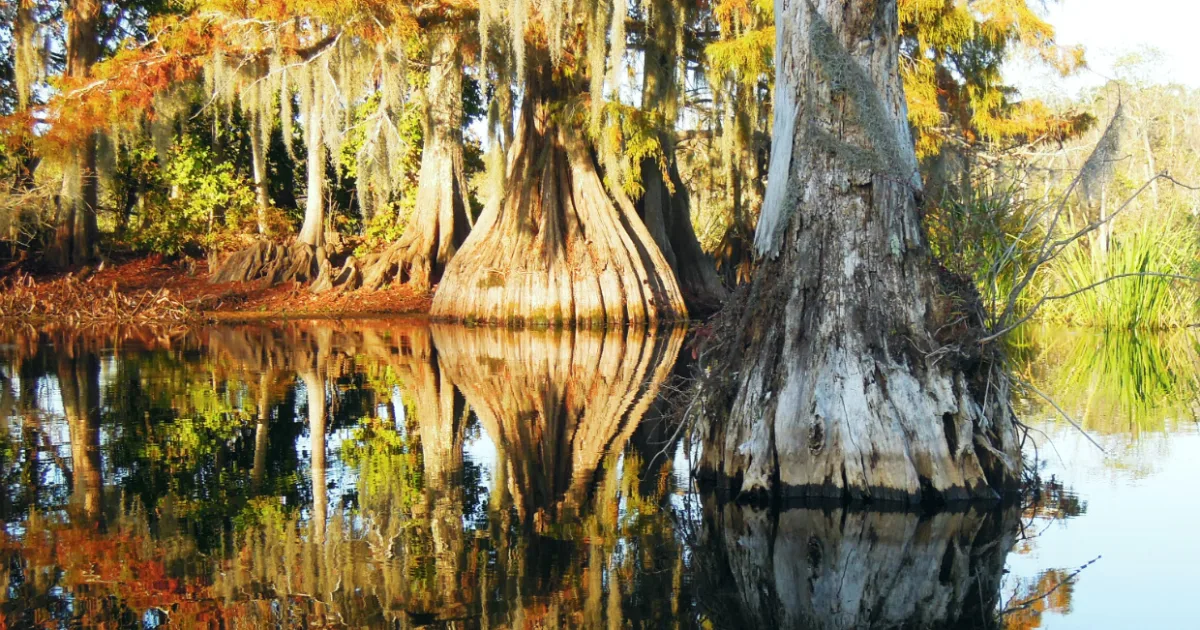 Chicot State Park Trail — Ville Platte, Louisiana