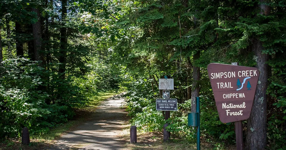 Chippewa National Forest Pine Trail