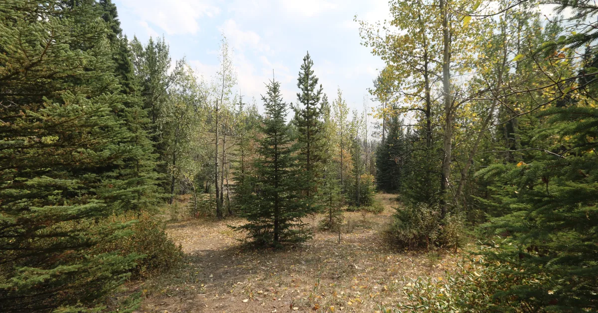 Coal Creek Trail — Bellevue