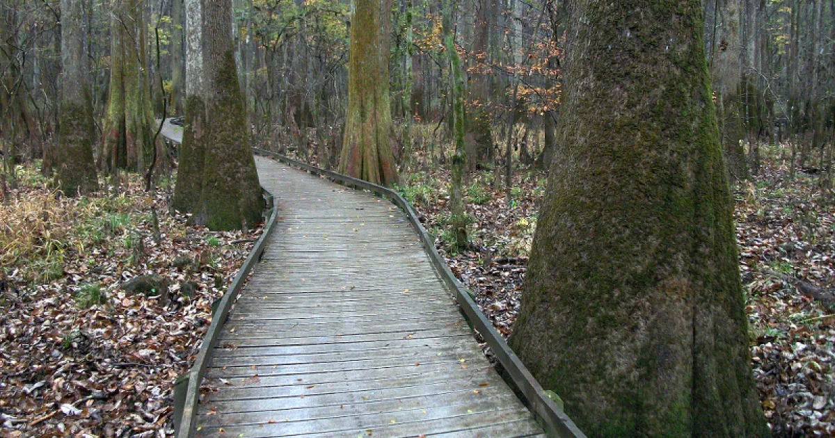 Congaree Boardwalk Loop — Congaree National Park, SC