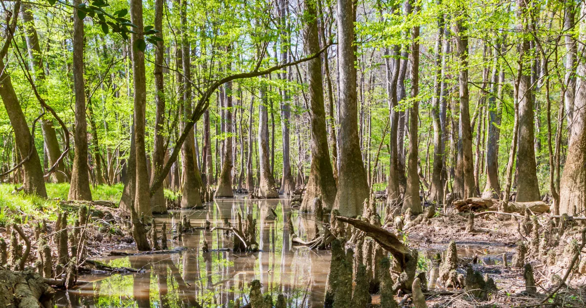 Congaree National Park: Boardwalk Loop — Hopkins, South Carolina