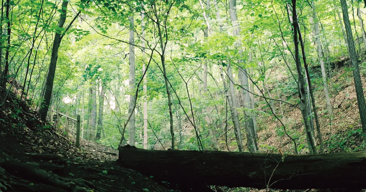 Coopers Rock Gravel Loop