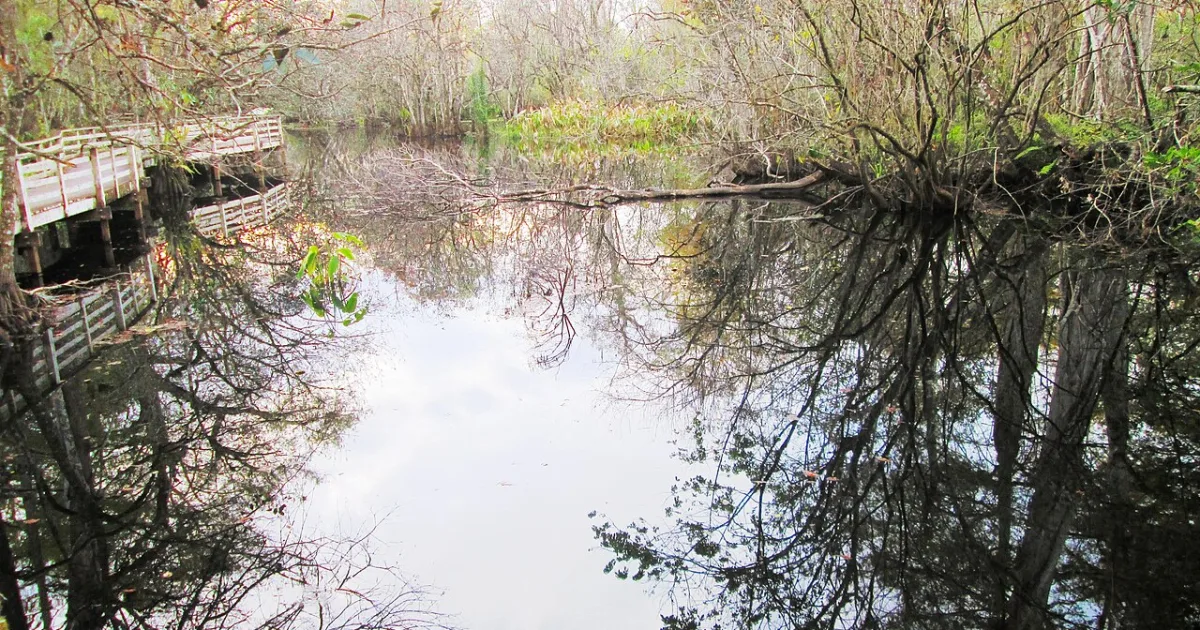 Corkscrew Swamp Sanctuary Boardwalk — Naples, Florida