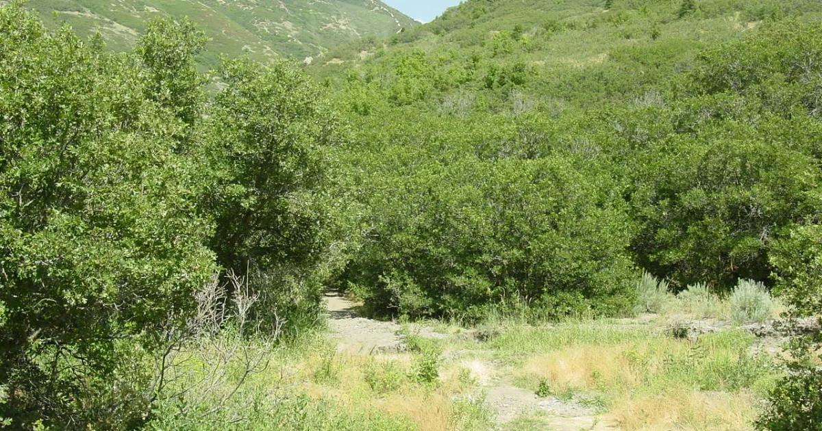 Corner Canyon MTB — Draper