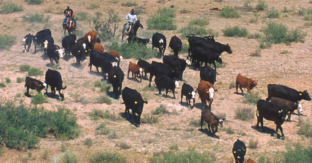 Cowboy Trail