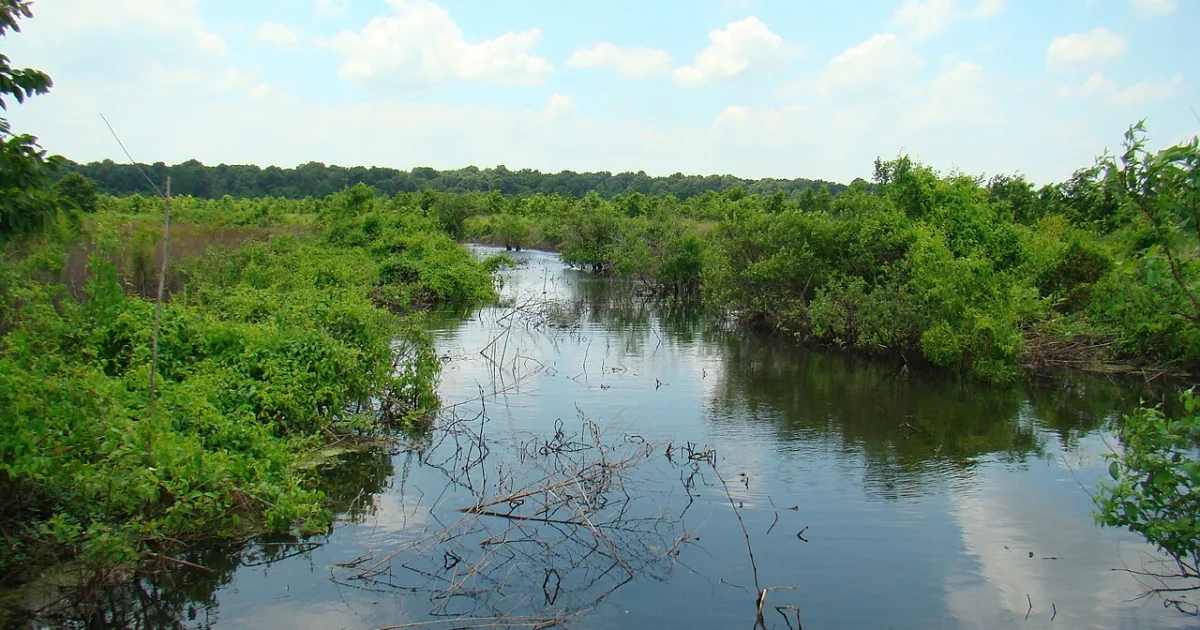 Dahomey National Wildlife Refuge Trail