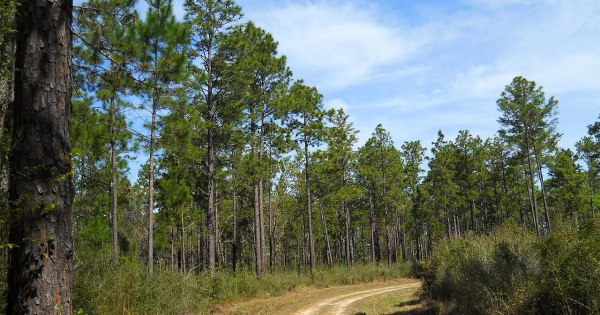 DeSoto National Forest Trail