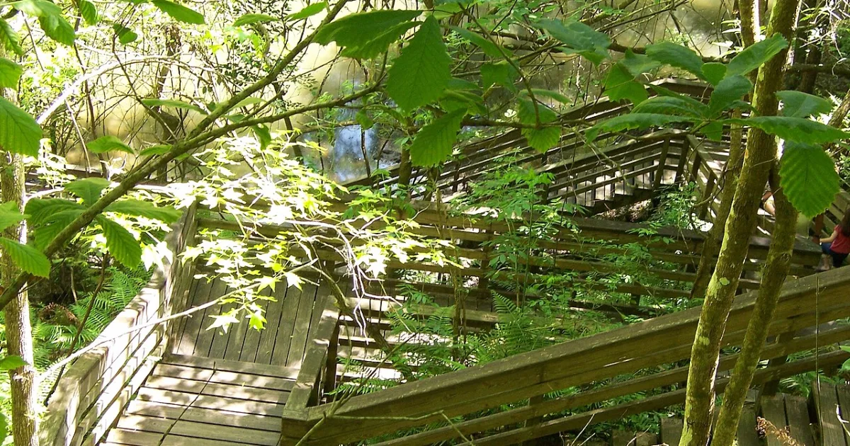 Devil's Millhopper Geological State Park Trail — Gainesville, Florida