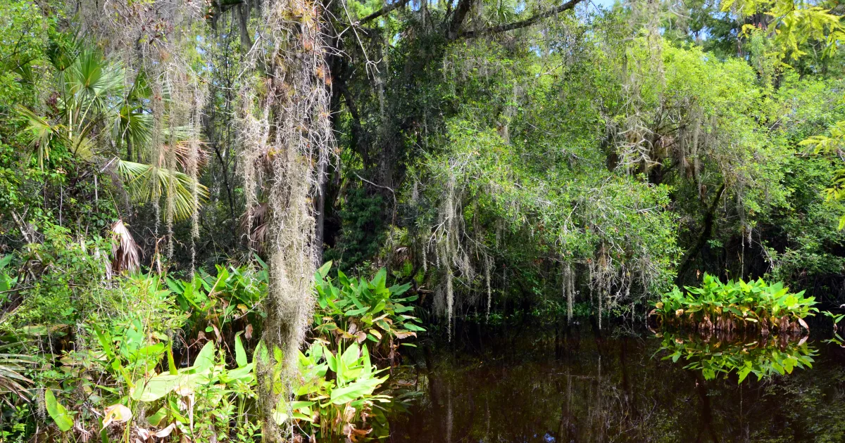 Fakahatchee Strand Preserve Boardwalk — Everglades City, Florida