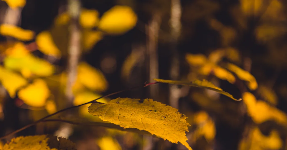 Fall River State Park Trail