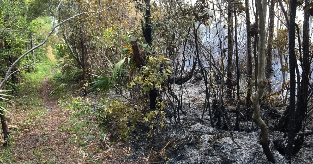 Fire Island National Seashore — Sunken Forest