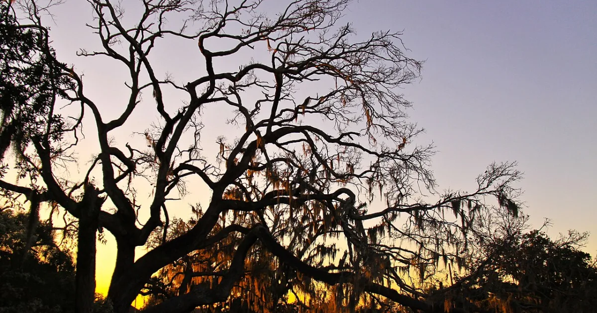 Fontainebleau State Park Levee Trail — Mandeville, Louisiana