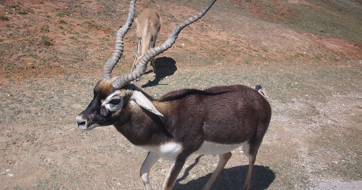 Fossil Rim Wildlife Center Trail