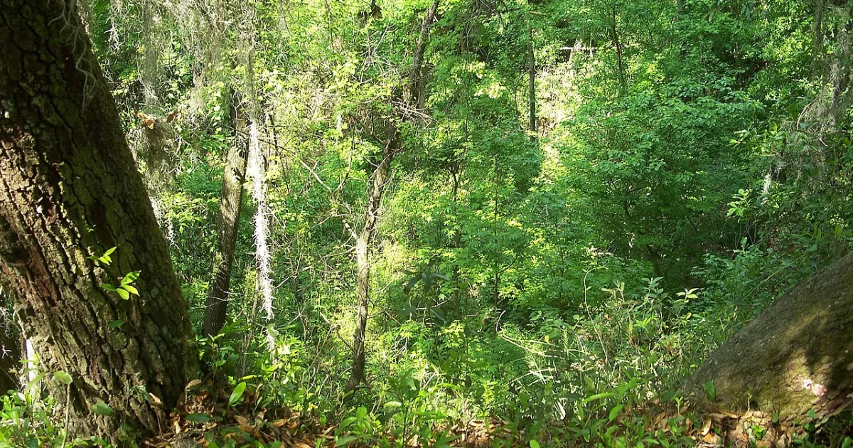 Gold Head Branch State Park Loop — Keystone Heights, Florida