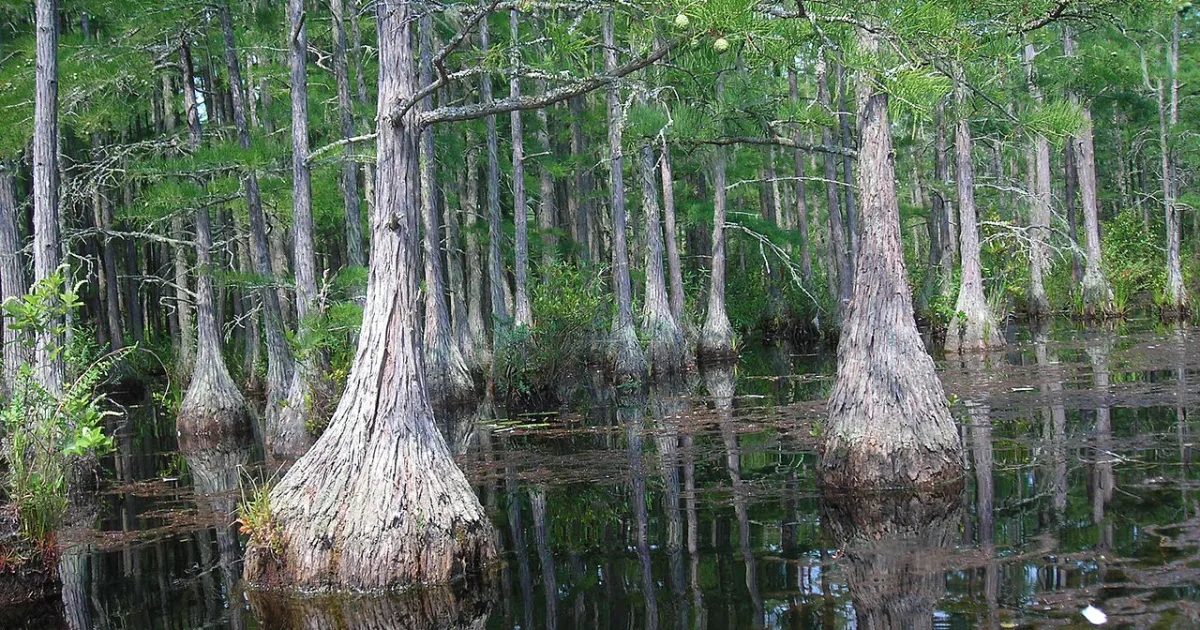 Goodale State Park Trail — Goodale State Park, SC