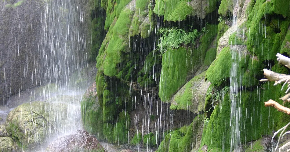 Gorman Falls Trail