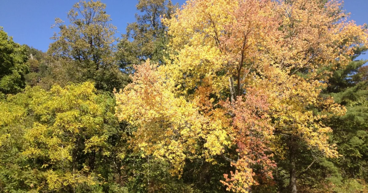 Grahams Island State Park Trail