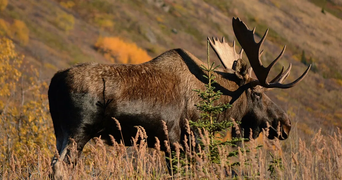 Grand Teton: Amphitheater Lake — Moose, Wyoming