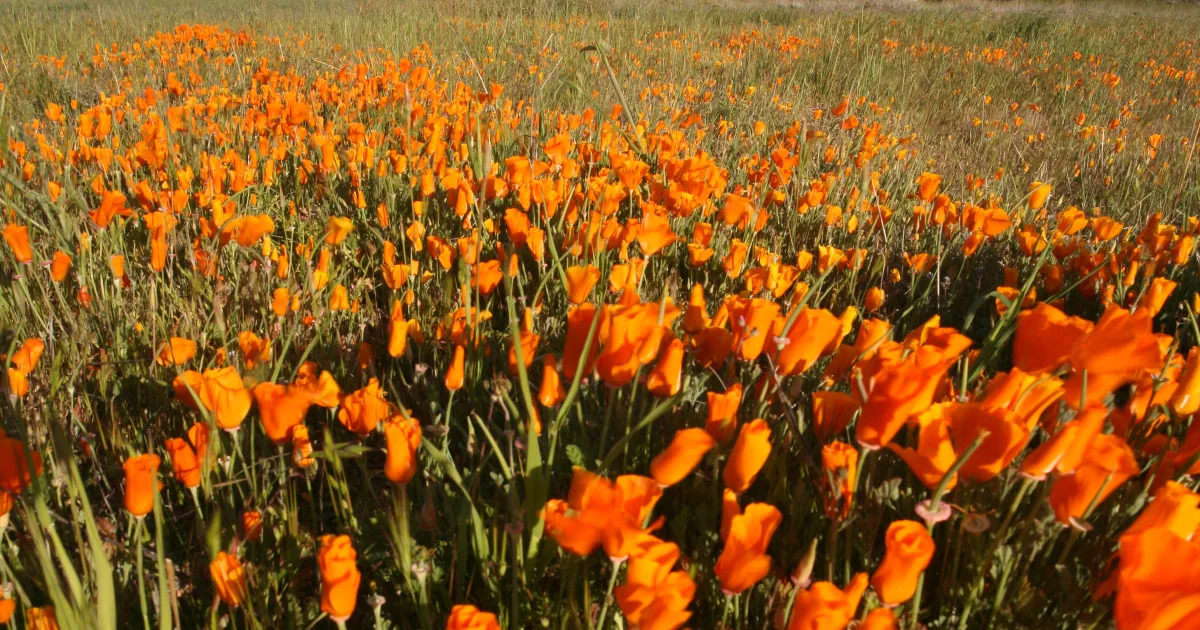 Great Salt Plains Trail