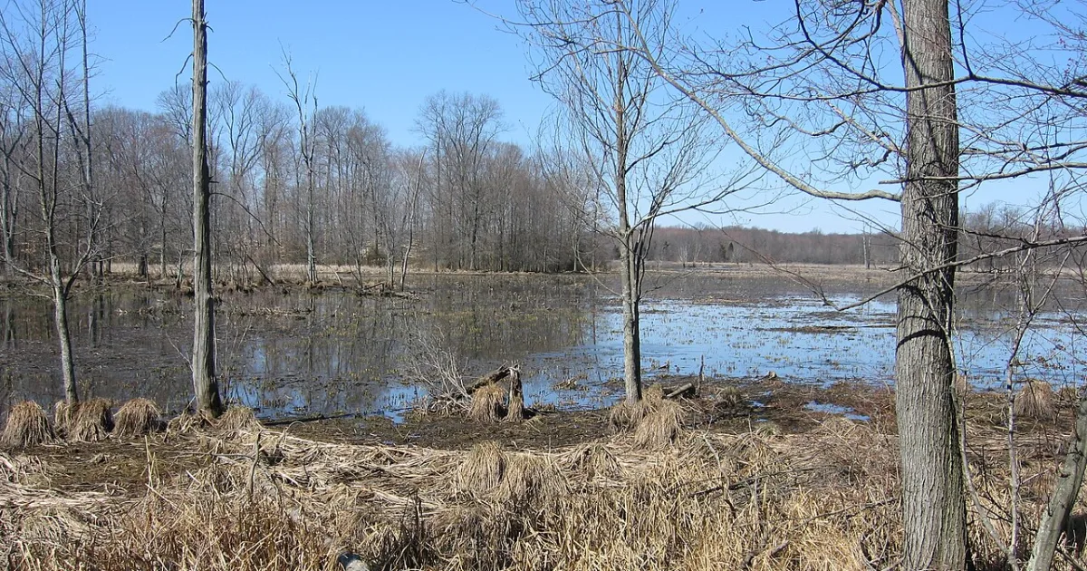 Great Swamp National Wildlife Refuge Trail